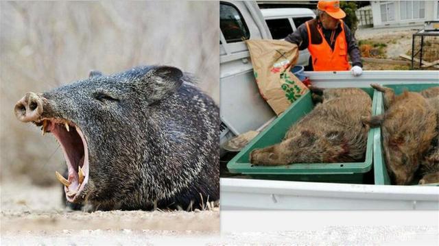 �ձ��������ַ������ӽ�Ұ�� ��������Ұ�������¼�