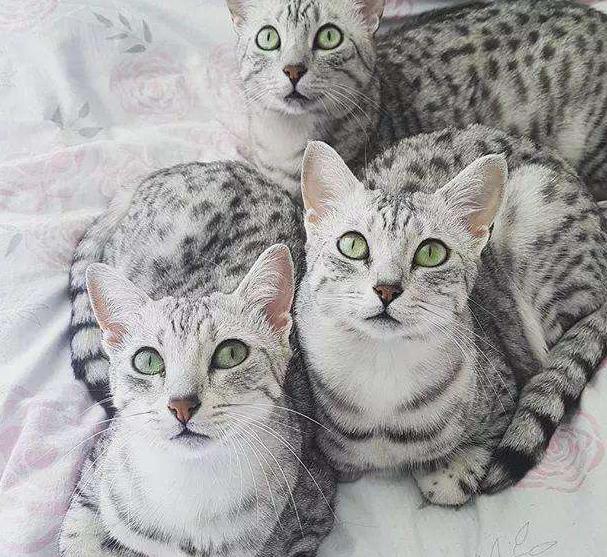 ����è��ʲôƷ�� ��һ�ֹ��ϵ����Ͷ�ëèƷ��