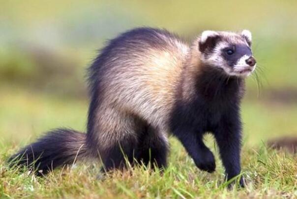 ������ʲô���� ������ʲô����ͼƬ