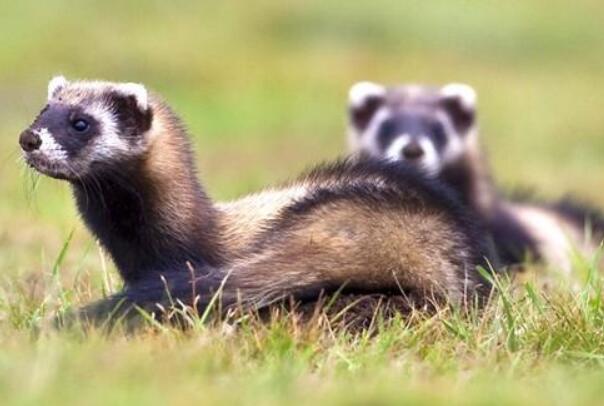 ������ʲô���� ������ʲô����ͼƬ