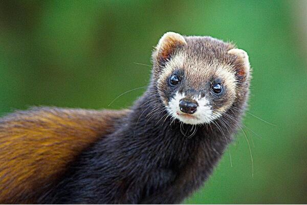 ������ʲô���� ������ʲô����ͼƬ