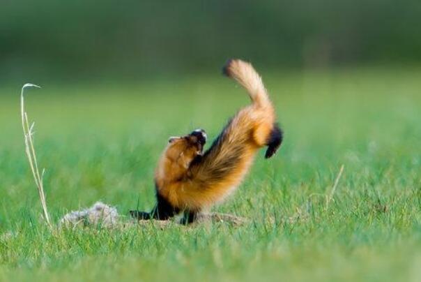 ������ʲô���� ������ʲô����ͼƬ