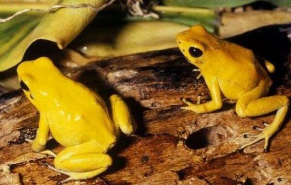 最毒的青蛙是什么蛙图片 世界上最毒的两种青蛙介绍