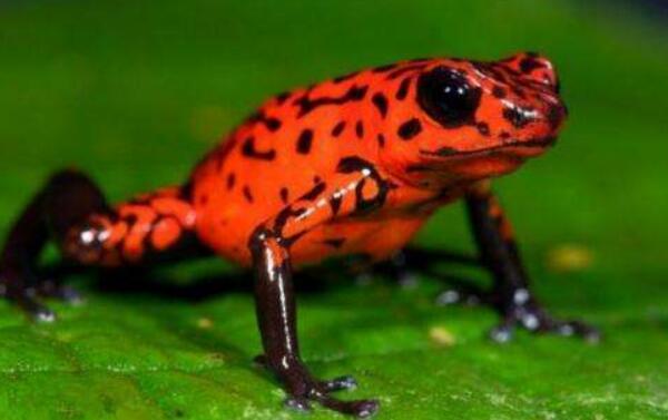 最毒的青蛙是什么蛙图片 世界上最毒的两种青蛙介绍