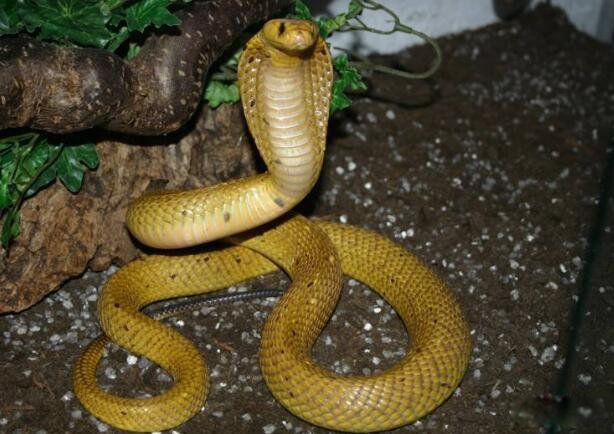 �ƽ��۾�����ʲô�� ���ж���³�ʲô����ͼƬ