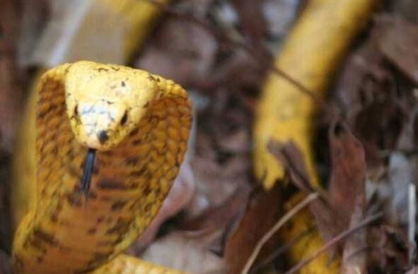 �ƽ��۾�����ʲô�� ���ж���³�ʲô����ͼƬ