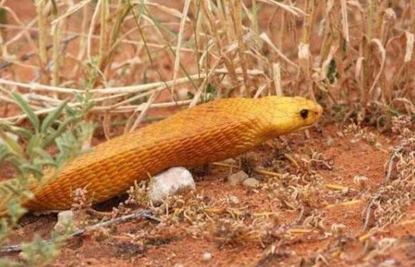 �ƽ��۾�����ʲô�� ���ж���³�ʲô����ͼƬ