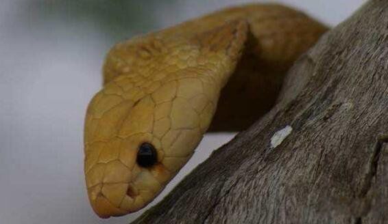 �ƽ��۾�����ʲô�� ���ж���³�ʲô����ͼƬ