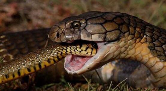 �ƽ��۾�����ʲô�� ���ж���³�ʲô����ͼƬ