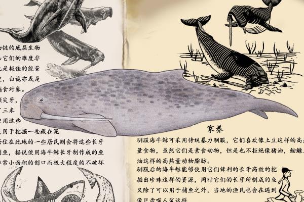 ��ţ��������� ������ĺ�ţ����ʲô����ͼƬ