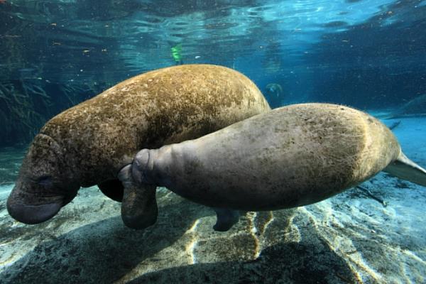 ��ţ��������� ������ĺ�ţ����ʲô����ͼƬ