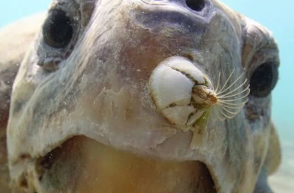 �������ϵ��ٺ���ʲô���� �ٺ��������ʲô����