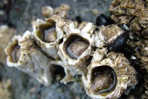 �������ϵ��ٺ���ʲô���� �ٺ��������ʲô����