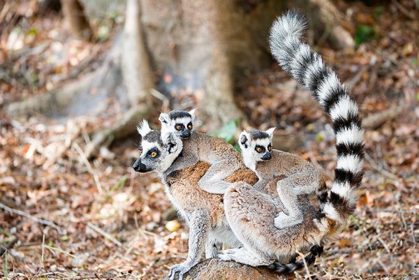 ������ʲô��˼ ���������ܶ�,��Ҫ�ص���ʲô