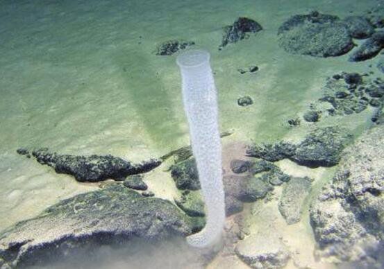 �����ŷ��ֺ�����ͼƬ�ع� ���׷���3����������