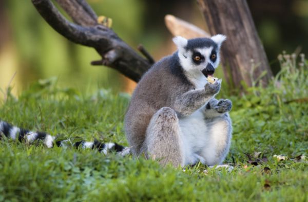 ������ʲô��˼ ���������ܶ�,��Ҫ�ص���ʲô