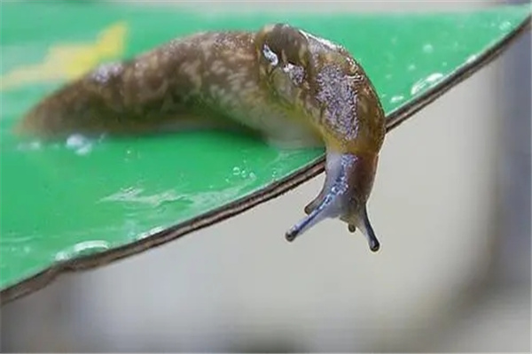 鼻涕虫对人有没有危害 蛞蝓有毒吗对人体有什么危害