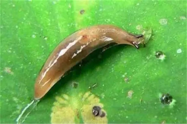 鼻涕虫对人有没有危害 蛞蝓有毒吗对人体有什么危害