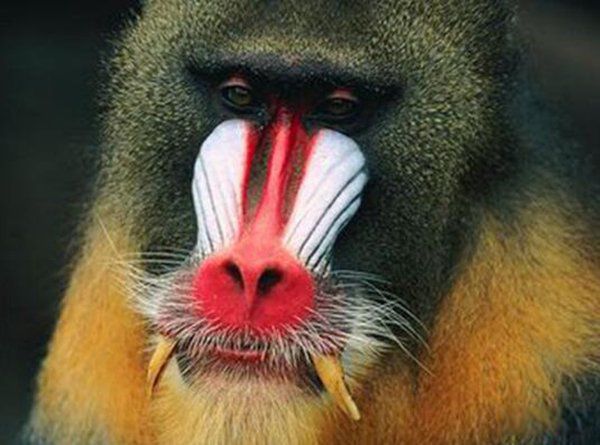 ɽ����ʲô���� ɽ�̴�˵��ɽ��Ĺ���