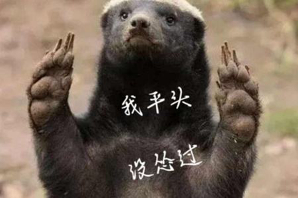 平头哥蜜獾为什么不怕蛇毒 被毒蛇咬睡一觉就没事了