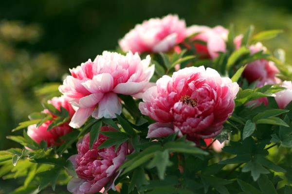 Ψ��ĵ�����ɫ����ʱ�ڶ�������˭д�� �ǳ�������ʫʲô��˼