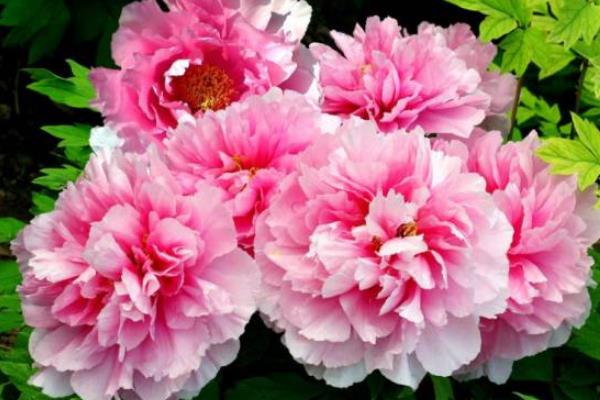 Ψ��ĵ�����ɫ����ʱ�ڶ�������˭д�� �ǳ�������ʫʲô��˼