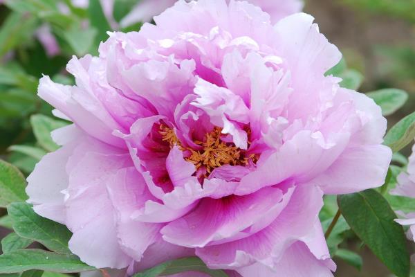 Ψ��ĵ�����ɫ����ʱ�ڶ�������˭д�� �ǳ�������ʫʲô��˼