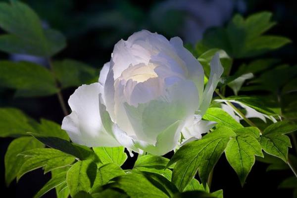 Ψ��ĵ�����ɫ����ʱ�ڶ�������˭д�� �ǳ�������ʫʲô��˼