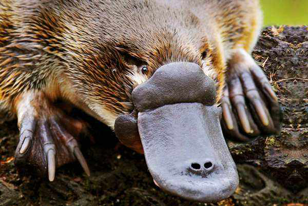 Ѽ�����ж��� �ж�צ�ӵ�Ѽ�����ǹ���