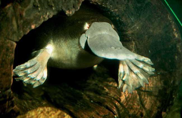 Ѽ�����ж��� �ж�צ�ӵ�Ѽ�����ǹ���