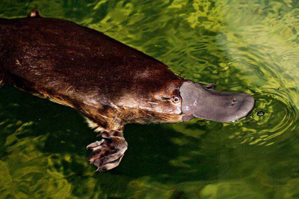 Ѽ�����ж��� �ж�צ�ӵ�Ѽ�����ǹ���