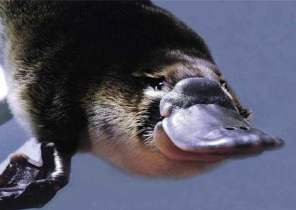 Ѽ�����ж��� �ж�צ�ӵ�Ѽ�����ǹ���