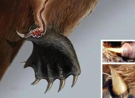 Ѽ�����ж��� �ж�צ�ӵ�Ѽ�����ǹ���