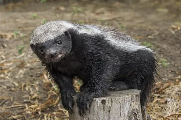 ��ү�����׷����Сʱ��ô���� ����׷ɱ6��Сʱ�������