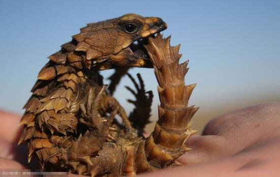 ������ʲô���� ����̽���϶�������������ʲô��˼