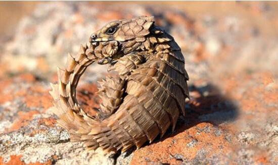 ������ʲô���� ����̽���϶�������������ʲô��˼