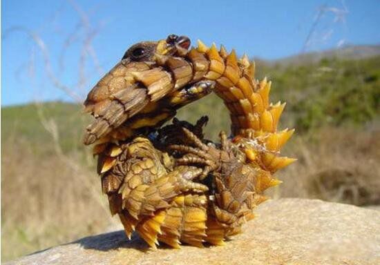 ������ʲô���� ����̽���϶�������������ʲô��˼