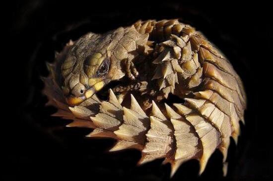 ������ʲô���� ����̽���϶�������������ʲô��˼