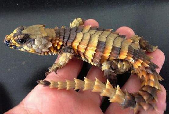 ������ʲô���� ����̽���϶�������������ʲô��˼