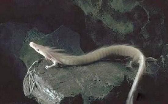 �߶ɽٳ����¼� �������������¼�����ʼĩ