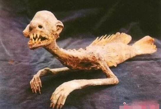 黑鳞鲛人真的活的图片 美国捕获的活黑鳞鲛人鱼是什么鱼