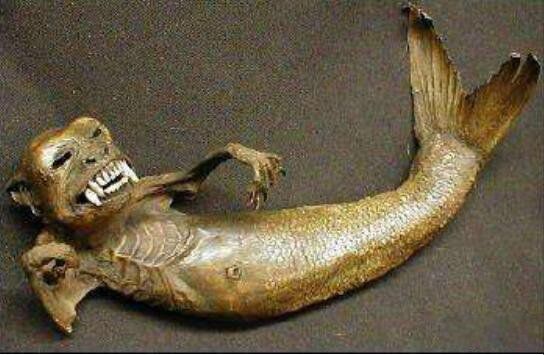 黑鳞鲛人真的活的图片 美国捕获的活黑鳞鲛人鱼是什么鱼-走红网