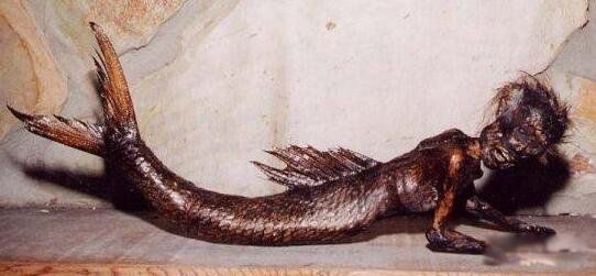 黑鳞鲛人真的活的图片 美国捕获的活黑鳞鲛人鱼是什么鱼