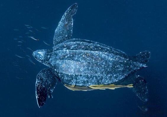 ���ĺ����ж����ж��ͼƬ ���������ĺ����ʲô����