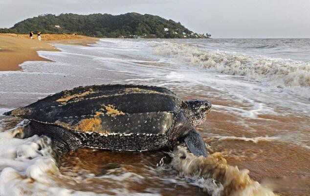 ���ĺ����ж����ж��ͼƬ ���������ĺ����ʲô����