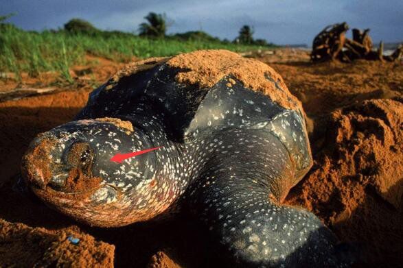 ���ĺ����ж����ж��ͼƬ ���������ĺ����ʲô����