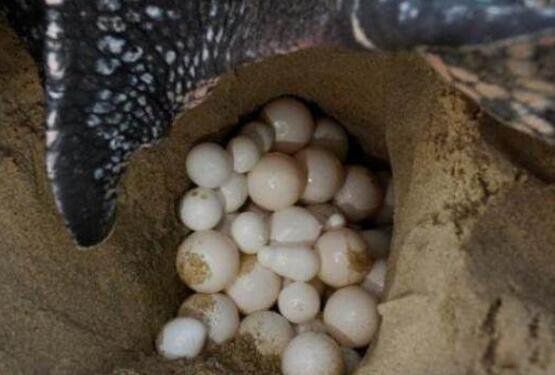 ���ĺ����ж����ж��ͼƬ ���������ĺ����ʲô����