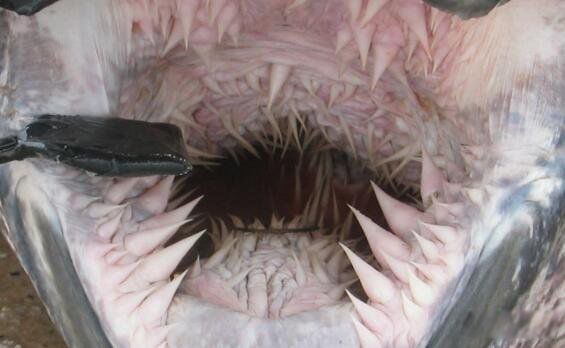 ���ĺ����ж����ж��ͼƬ ���������ĺ����ʲô����