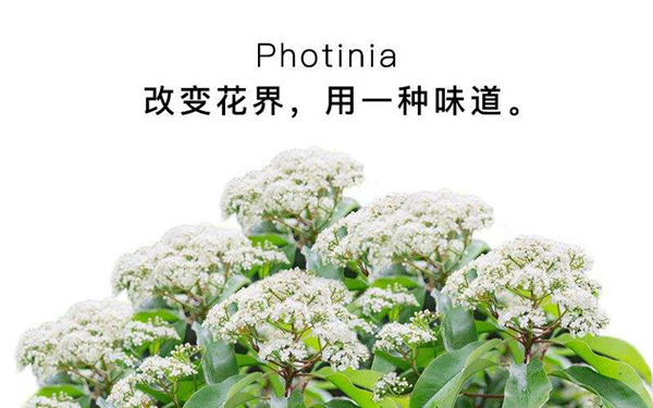 石楠花为什么是精子味 女生的分泌物怎么是石楠花味