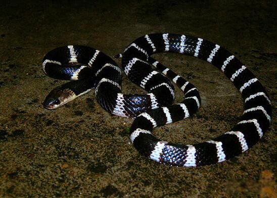 银环蛇是中国最毒的蛇吗 银环蛇是什么蛇什么样子的